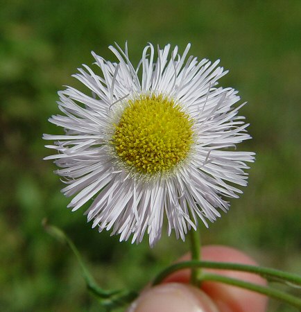 Erigeron_philadelphicus_flowers.jpg