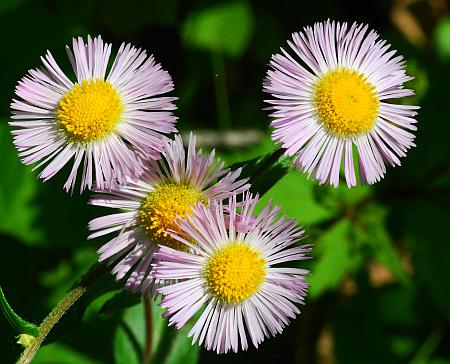 Erigeron_philadelphicus_heads.jpg