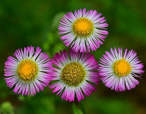 Erigeron_philadelphicus_heads2.jpg