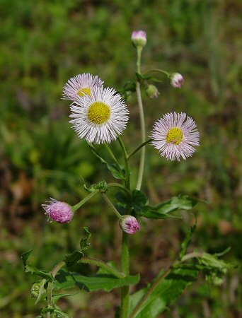 Erigeron_philadelphicus_inflorescence.jpg