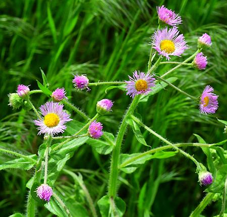 Erigeron_philadelphicus_inflorescence2.jpg