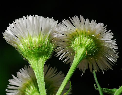 Erigeron_philadelphicus_involucre.jpg