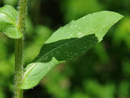 Erigeron_philadelphicus_leaf1.jpg