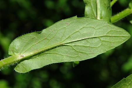 Erigeron_philadelphicus_leaf2.jpg