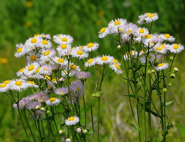 Erigeron_philadelphicus_plant.jpg