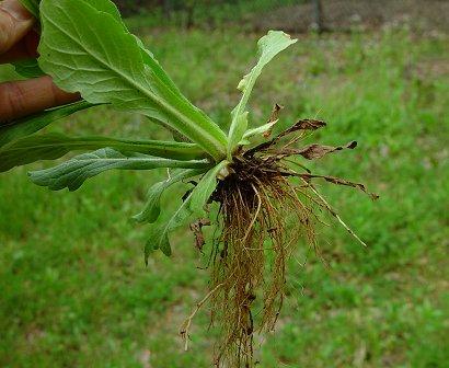 Erigeron_philadelphicus_roots.jpg