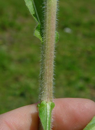 Erigeron_philadelphicus_stem.jpg