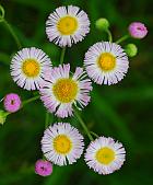 Erigeron philadelphicus thumbnail