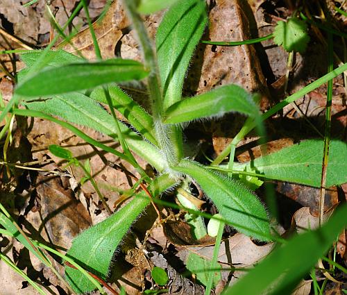 Erigeron_pulchellus_basals.jpg