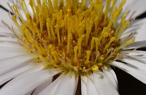 Erigeron_pulchellus_florets1.jpg