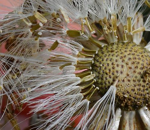 Erigeron_pulchellus_fruits.jpg