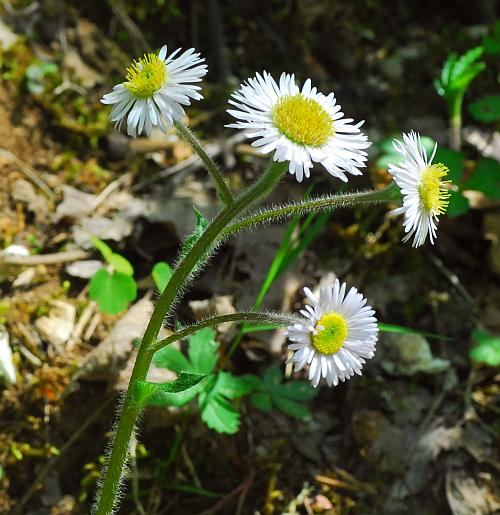 Erigeron_pulchellus_inflorescence.jpg