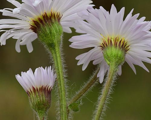 Erigeron_pulchellus_involucre.jpg