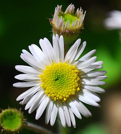 Erigeron_pulchellus_ligules.jpg