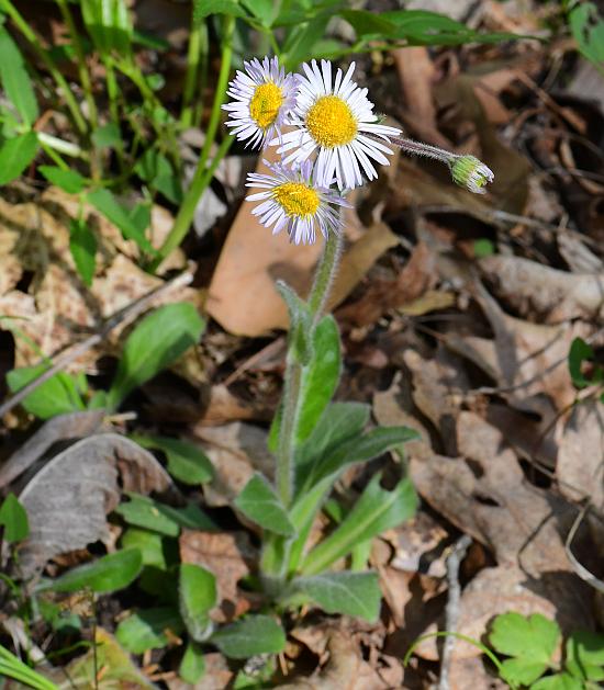 Erigeron_pulchellus_plant.jpg