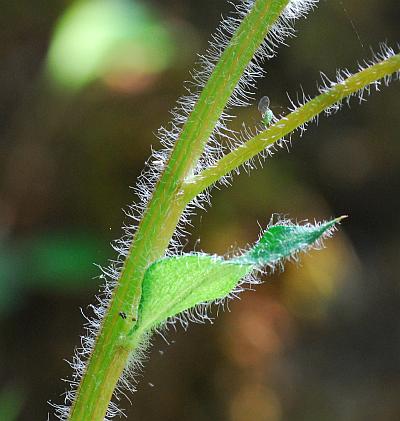 Erigeron_pulchellus_stem.jpg