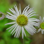 Erigeron pulchellus thumbnail