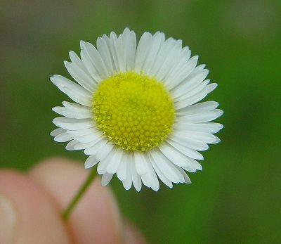 Erigeron_strigosus_flowers.jpg