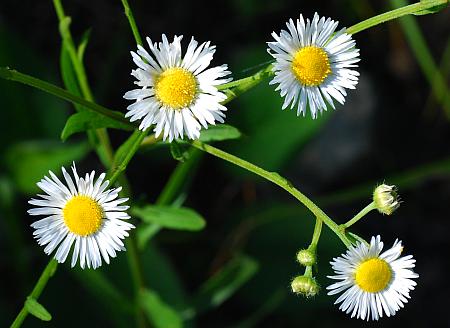 Erigeron_strigosus_heads.jpg