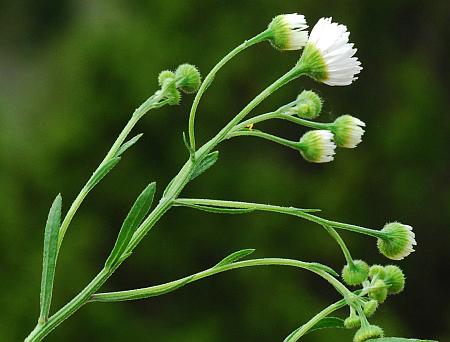 Erigeron_strigosus_inflorescence2.jpg