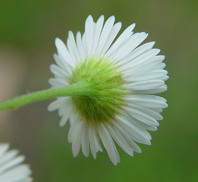 Erigeron_strigosus_involucre.jpg