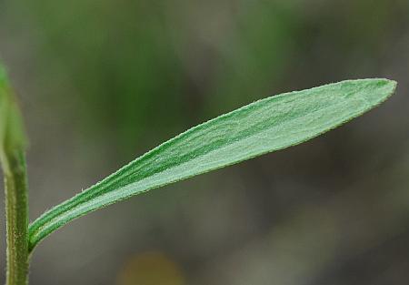 Erigeron_strigosus_leaf1.jpg