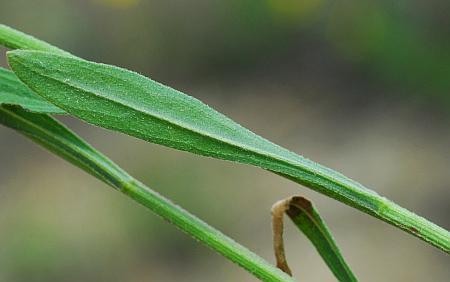 Erigeron_strigosus_leaf2.jpg