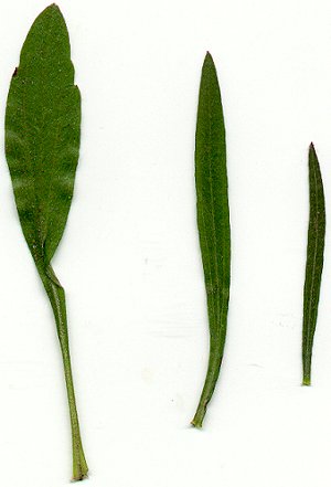 Erigeron_strigosus_leaves.jpg