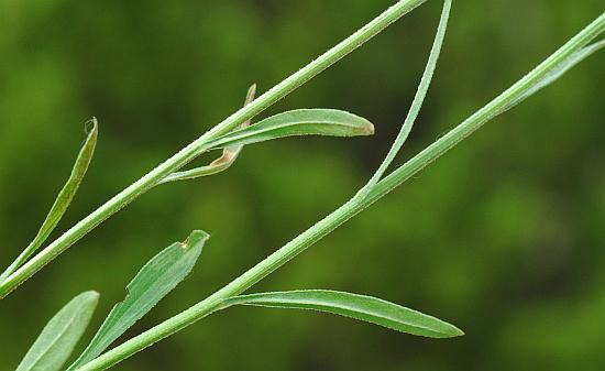 Erigeron_strigosus_leaves2.jpg