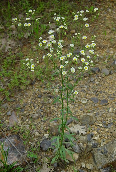 Erigeron_strigosus_plant.jpg