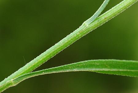 Erigeron_strigosus_stem.jpg