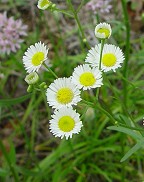 Erigeron strigosus thumbnail