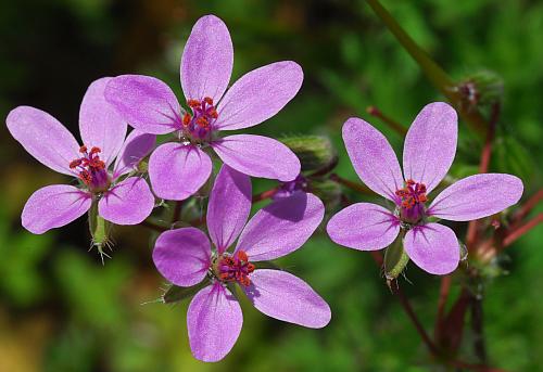 Erodium_cicutarium_corollas.jpg