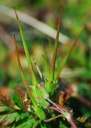 Erodium_cicutarium_fruits.jpg