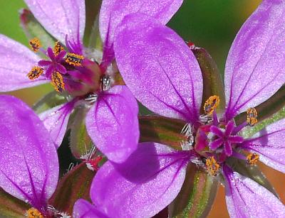 Erodium_cicutarium_functional.jpg