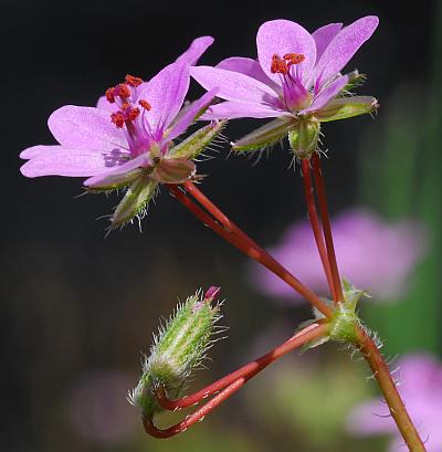 Erodium_cicutarium_inflorescence.jpg