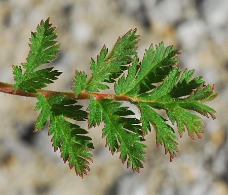 Erodium_cicutarium_leaf1.jpg