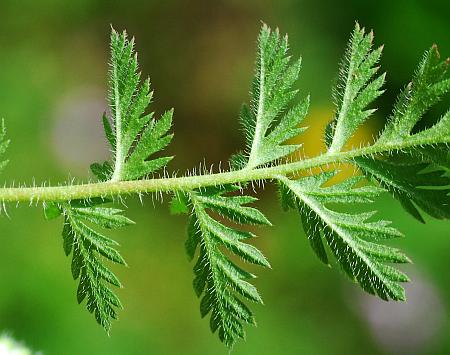 Erodium_cicutarium_leaf2.jpg