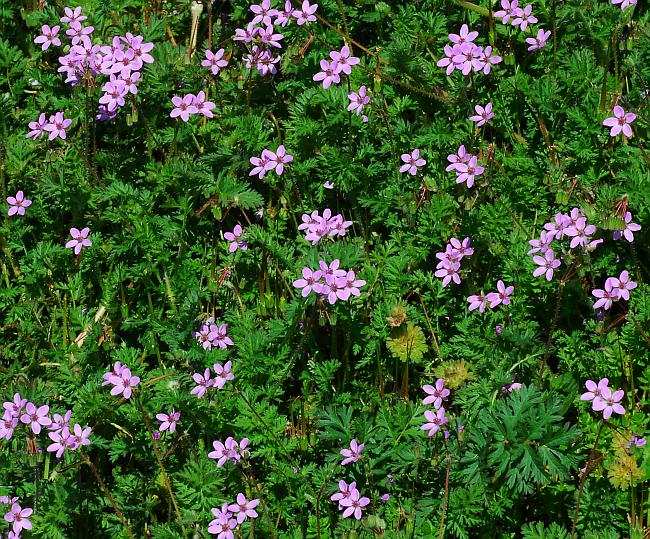 Erodium_cicutarium_plant.jpg