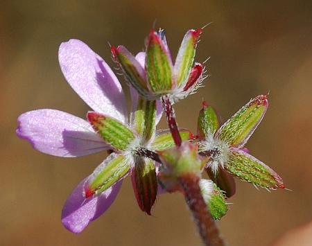 Erodium_cicutarium_sepals.jpg