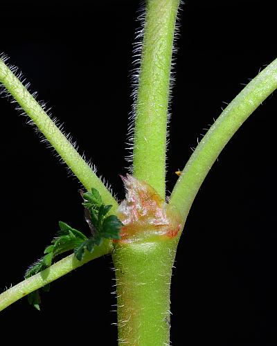 Erodium_cicutarium_stem.jpg