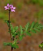 Erodium cicutarium thumbnail