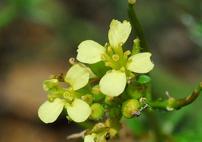 Erucastrum_gallicum_flowers.jpg