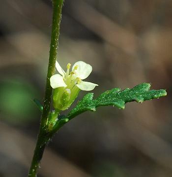 Erucastrum_gallicum_flowers3.jpg