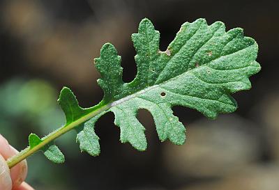 Erucastrum_gallicum_leaf.jpg