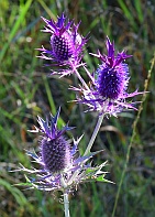Eryngium leavenworthii thumbnail