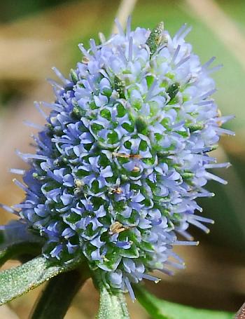 Eryngium_prostratum_flowers.jpg