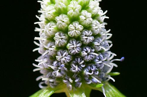 Eryngium_prostratum_flowers2.jpg