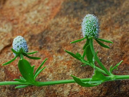 Eryngium_prostratum_inflorescence.jpg