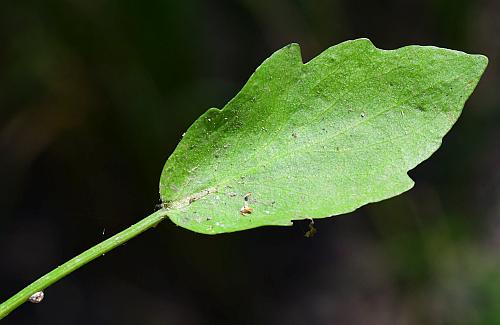 Eryngium_prostratum_leaf1.jpg